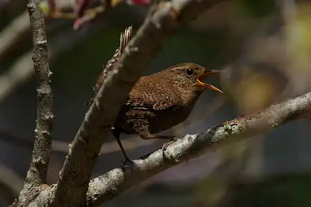 AF ボーグ BORG90FLで撮影した野鳥・ミソサザイの写真画像