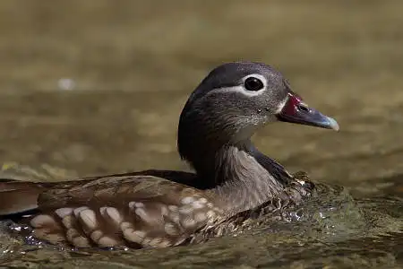 AF ボーグ BORG90FLで撮影した野鳥・オシドリの写真画像