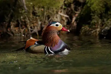 AF ボーグ BORG90FLで撮影した野鳥・オシドリの写真画像