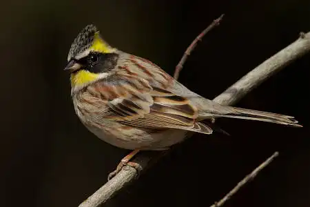 AF ボーグ BORG90FLで撮影した野鳥・ミヤマホオジロの写真画像