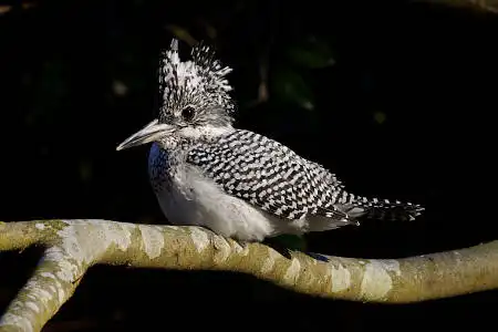 BORG89EDで撮影した野鳥・ヤマセミの写真画像