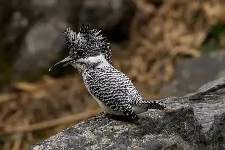 AF ボーグ BORG71FLで撮影した野鳥・ヤマセミの写真画像