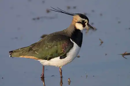 AF ボーグ BORG71FLで撮影した野鳥・タゲリの写真画像