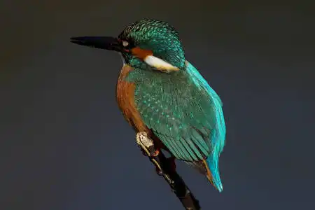 AF ボーグ BORG90FLで撮影した野鳥・カワセミの写真画像
