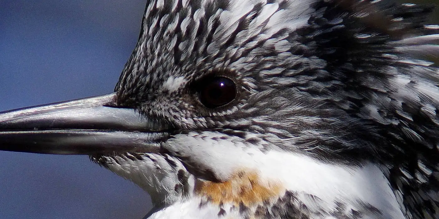 野鳥画像