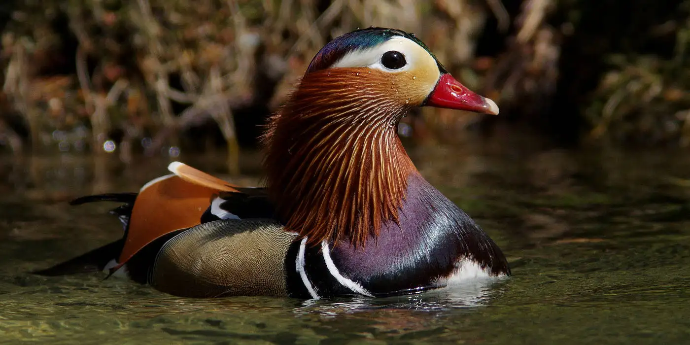 野鳥画像