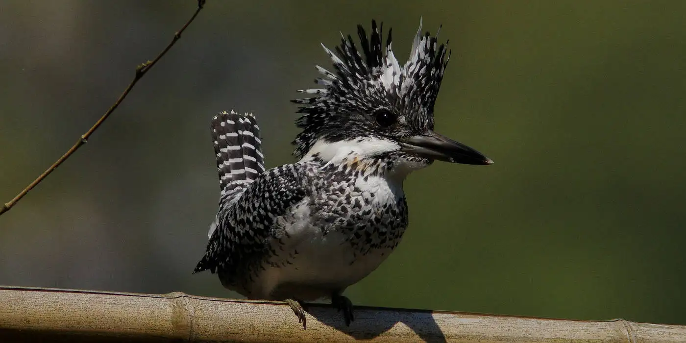 野鳥画像