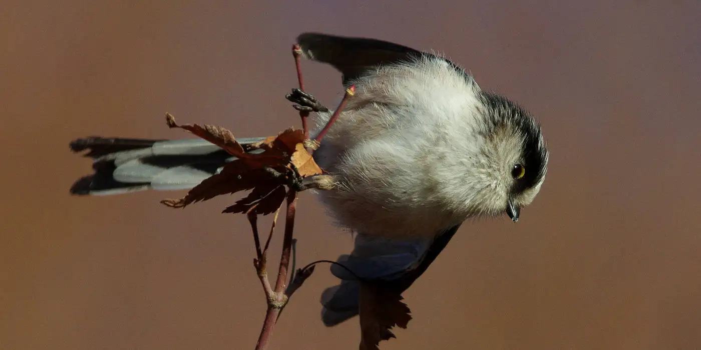 野鳥画像