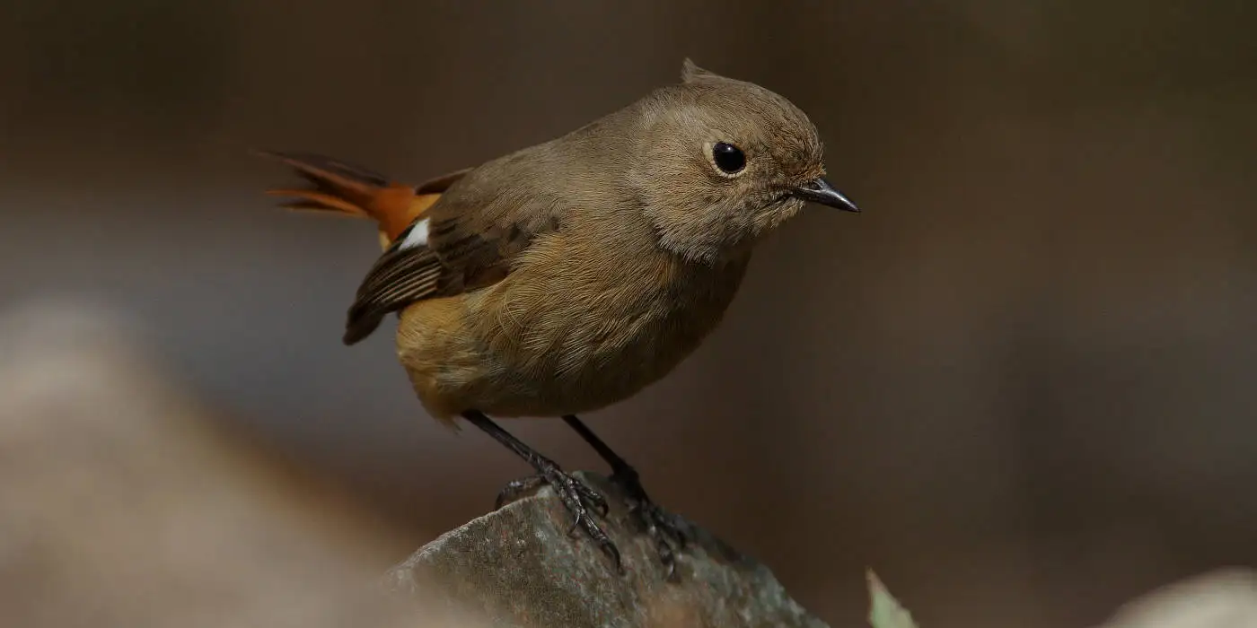 野鳥画像