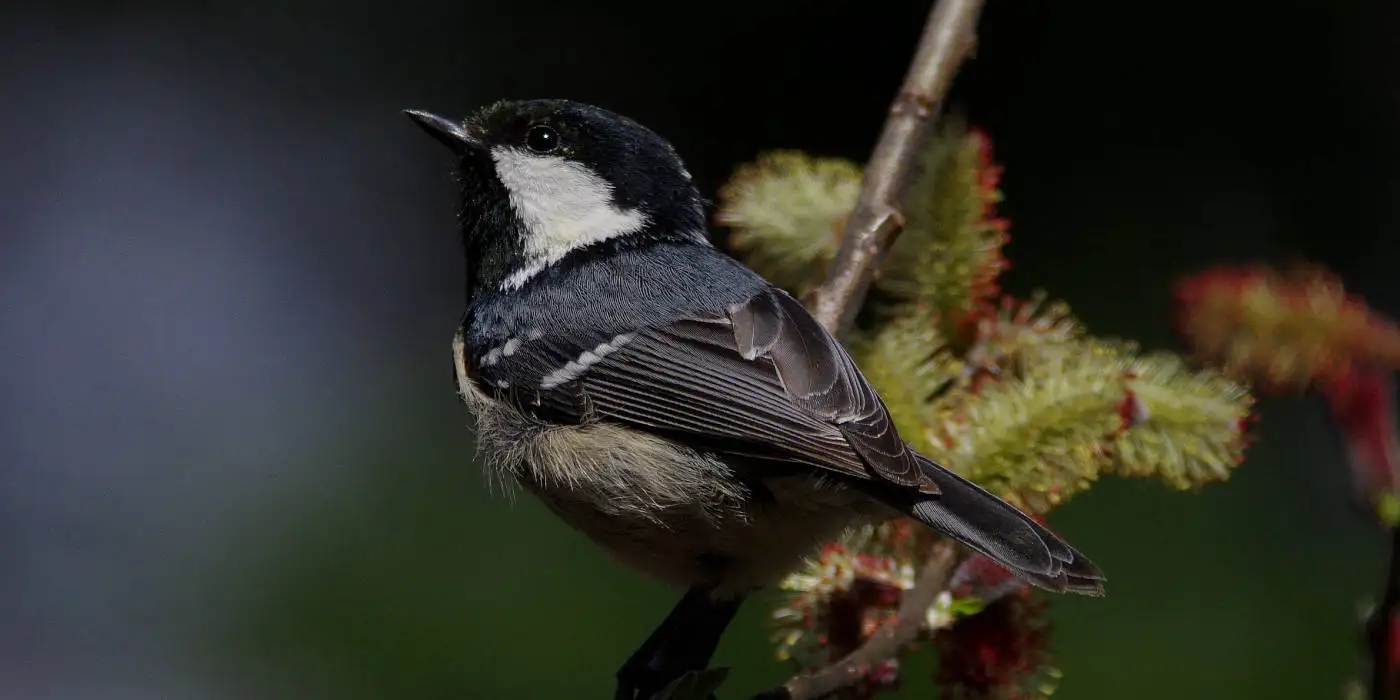 野鳥画像