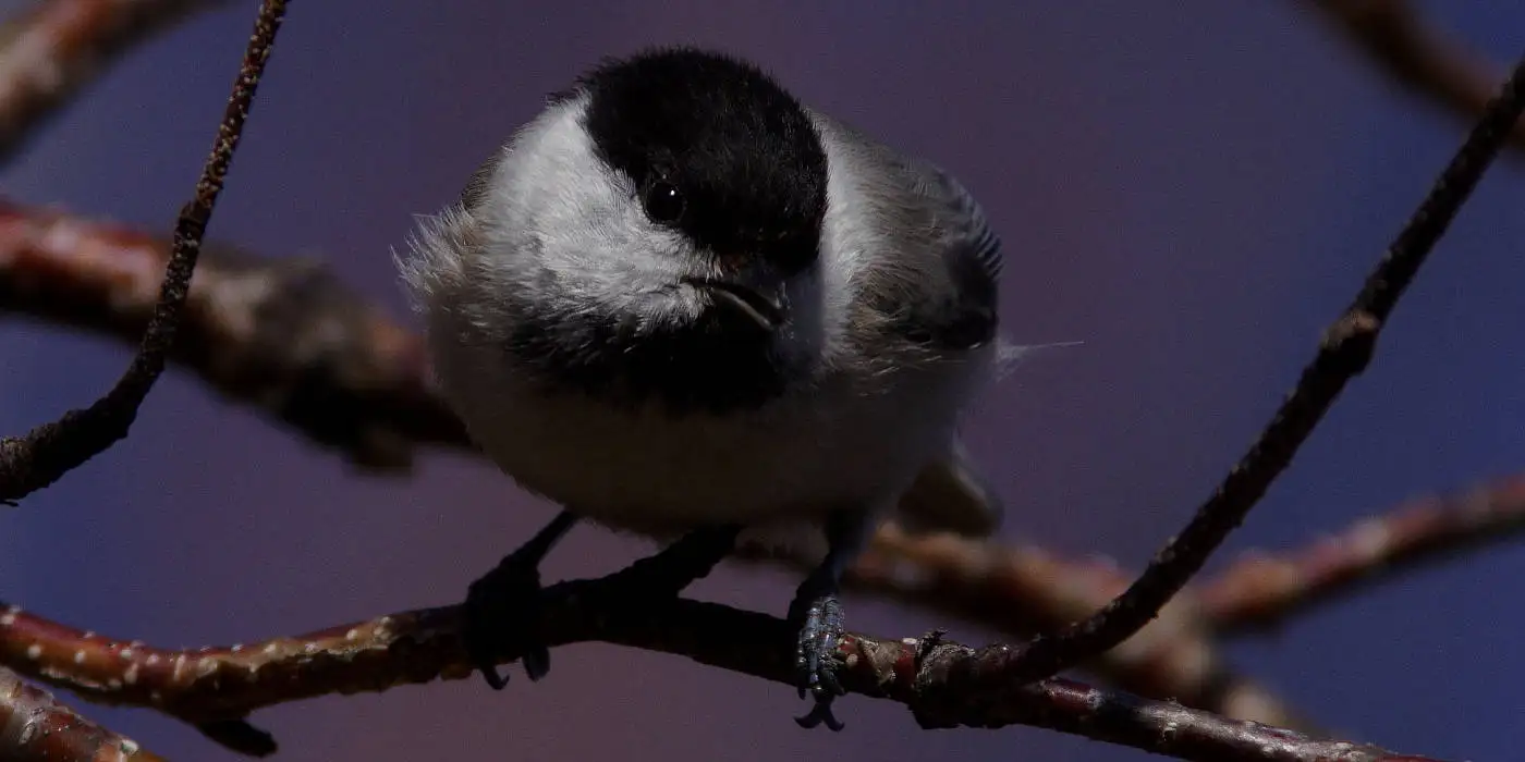 野鳥画像