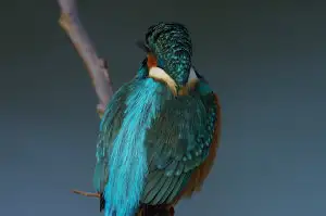 BORG+PENTAX K-3で撮影した野鳥・カワセミの写真画像