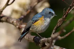 BORG+PENTAX K-3で撮影した野鳥・ルリビタキの写真画像