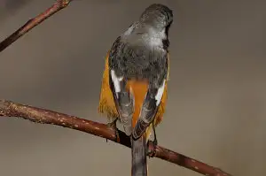 BORG+PENTAX K-3で撮影した野鳥・ジョウビタキの写真画像