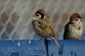 BORG+PENTAX K-3で撮影した野鳥・スズメの写真画像