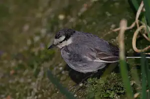 BORG+PENTAX K-3で撮影した野鳥・ハクセキレイの写真画像
