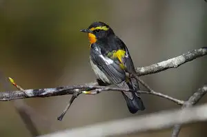 BORG+PENTAX K-3で撮影した野鳥・キビタキの写真画像