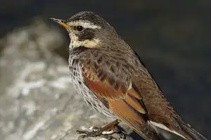 BORG+PENTAX K-3で撮影した野鳥・ツグミの写真画像