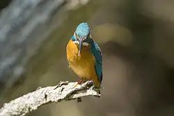 BORGで撮影した野鳥・カワセミの写真画像