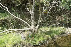 BORGで撮影した野鳥・カワセミの写真画像