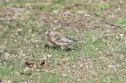 BORGで撮影した野鳥・オオマシコの写真画像