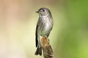 野鳥・エゾビタキ写真画像