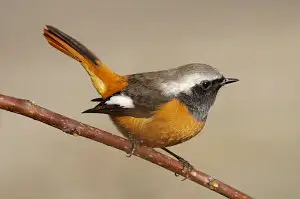 野鳥・ジョウビタキ写真画像