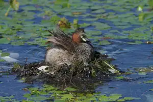 野鳥・カイツブリ写真画像