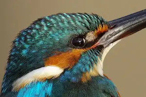 野鳥・カワセミの写真画像