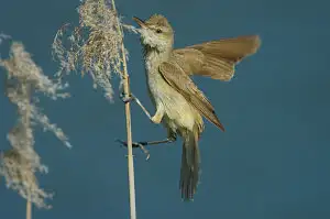 野鳥・オオヨシキリ写真画像