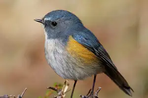 野鳥・ルリビタキ写真画像