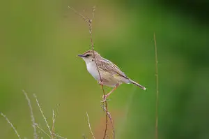 野鳥・セッカ写真画像