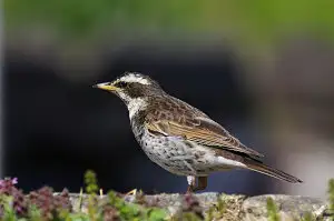 野鳥・ツグミ写真画像