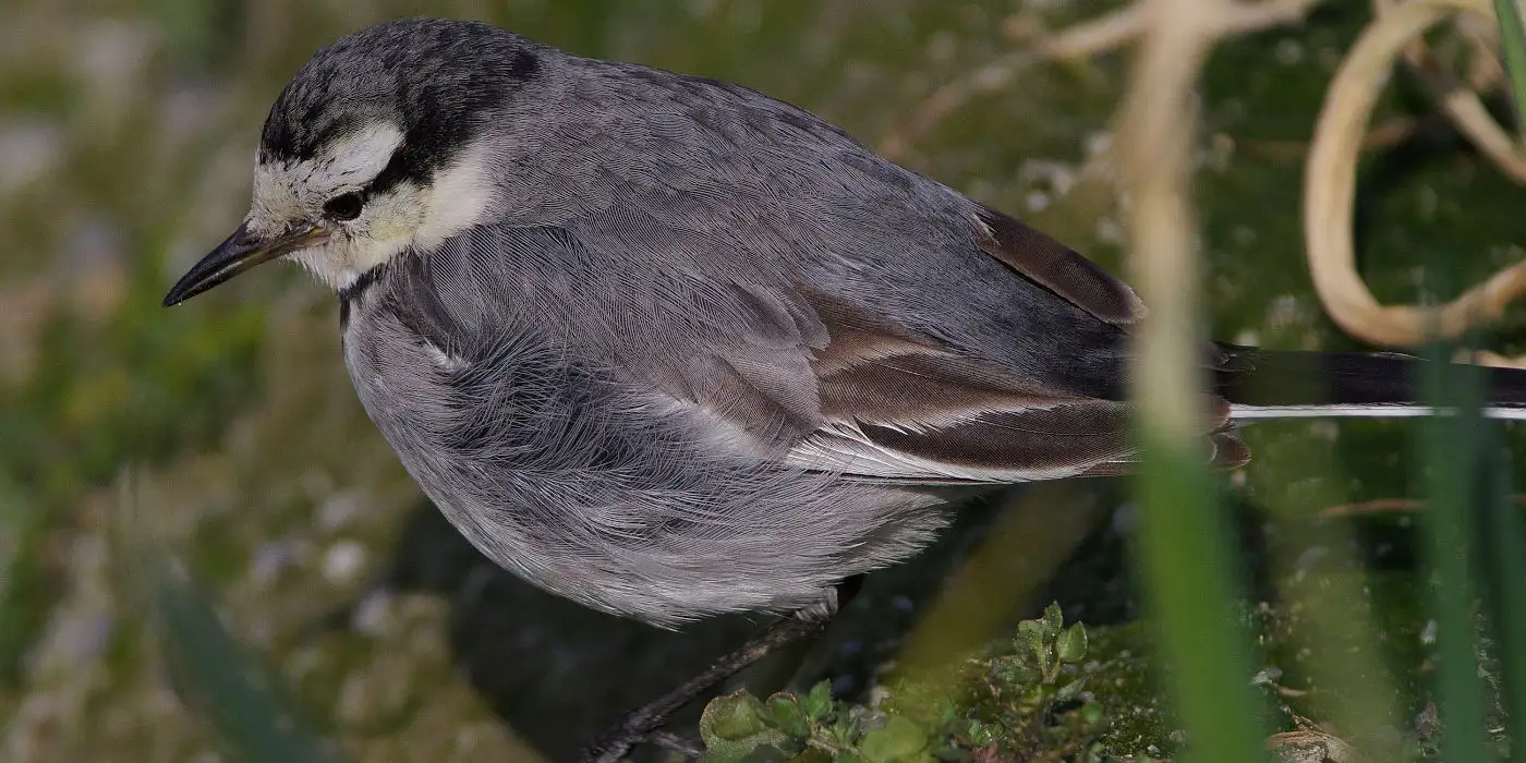 野鳥画像