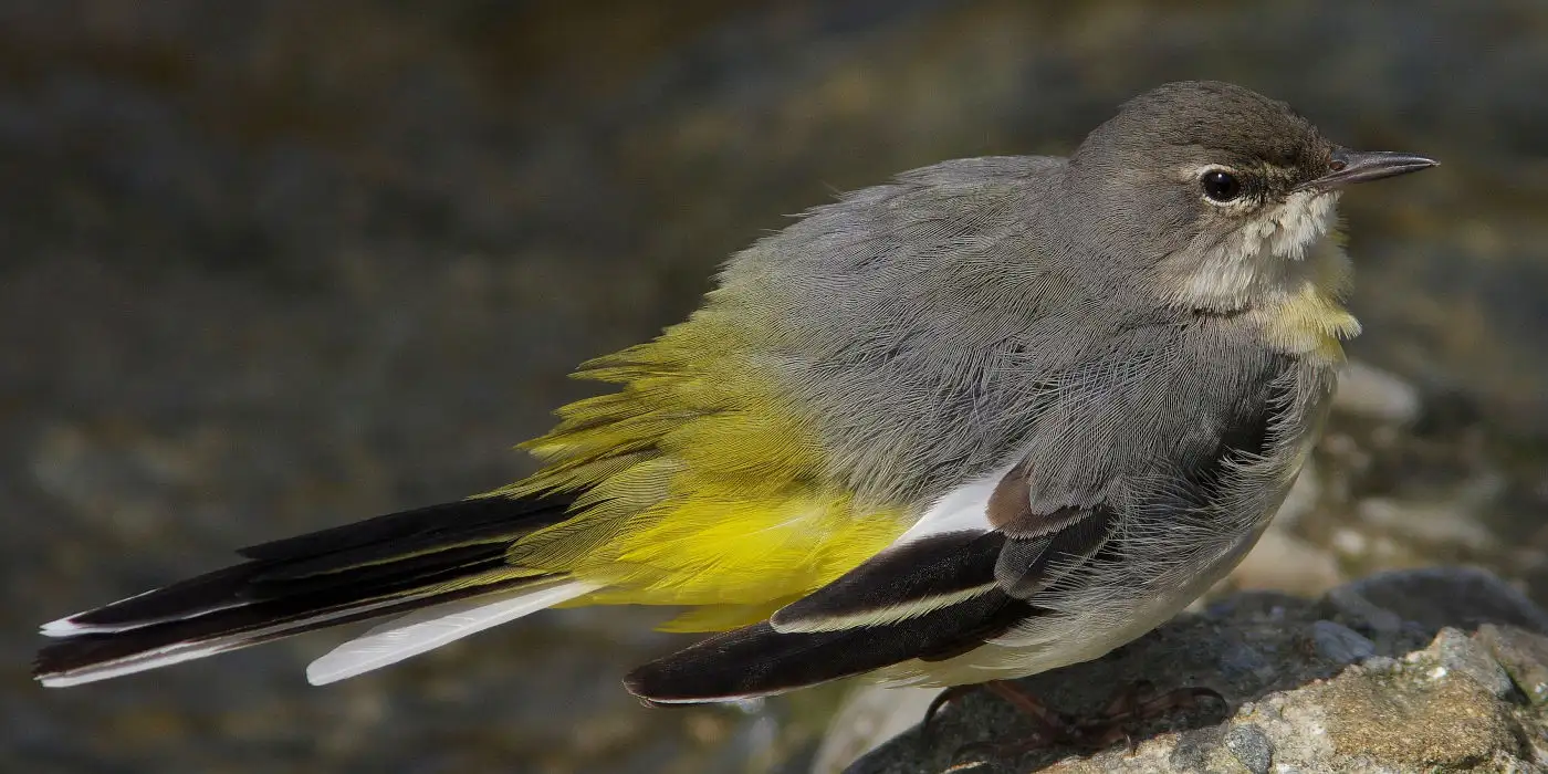 野鳥画像