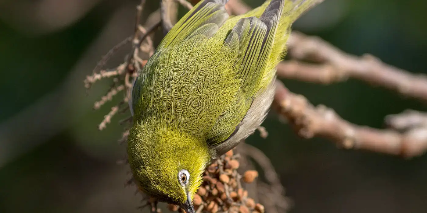 野鳥画像