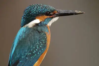 野鳥・カワセミ PENTAX K-01の写真画像