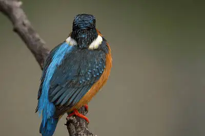 野鳥・カワセミ PENTAX K-01の写真画像