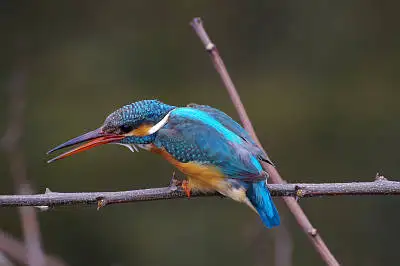 野鳥・カワセミ PENTAX K-01の写真画像
