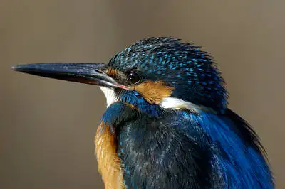 BORG101EDで撮影した野鳥・カワセミの写真画像