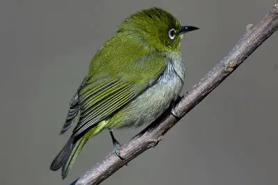 BORG101EDで撮影した野鳥・メジロの写真画像