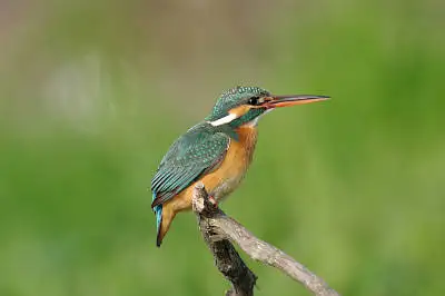 AFBORG101EDで撮影した野鳥・カワセミの写真画像