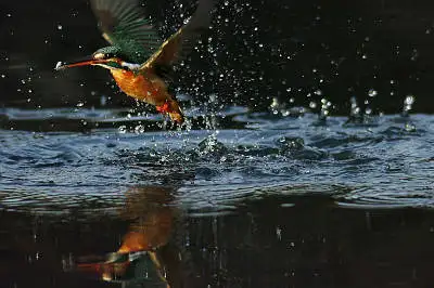 AFBORG101EDで撮影した野鳥・カワセミの写真画像