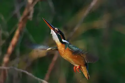 AFBORG101EDで撮影した野鳥・カワセミの写真画像