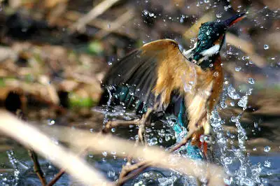 AFBORG101EDで撮影した野鳥・カワセミの写真画像