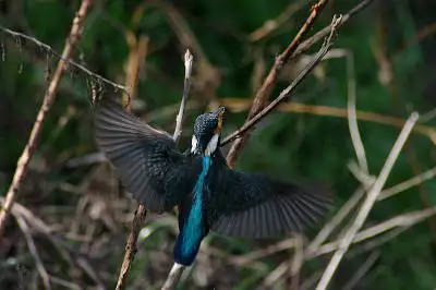 AFBORG101EDで撮影した野鳥・カワセミの写真画像