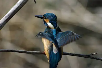 Tokina AT-X SD 300mmで撮影した野鳥・カワセミの写真画像