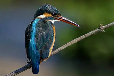 Tokina AT-X SD 300mmで撮影した野鳥・カワセミの写真画像