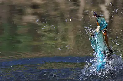 Tokina AT-X SD 300mmで撮影した野鳥・カワセミの写真画像