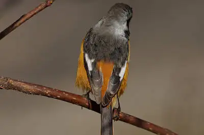 BORG89EDで撮影した野鳥・ジョウビタキの写真画像